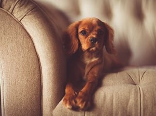 declaration assurance degat chien